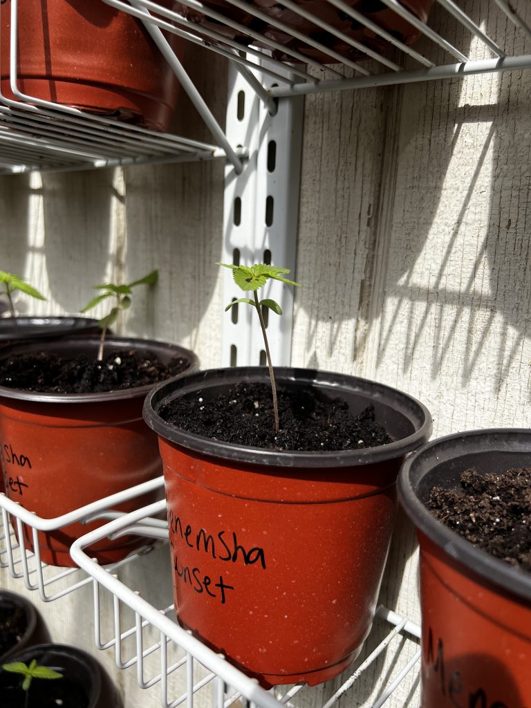 cannabis seed in a pot