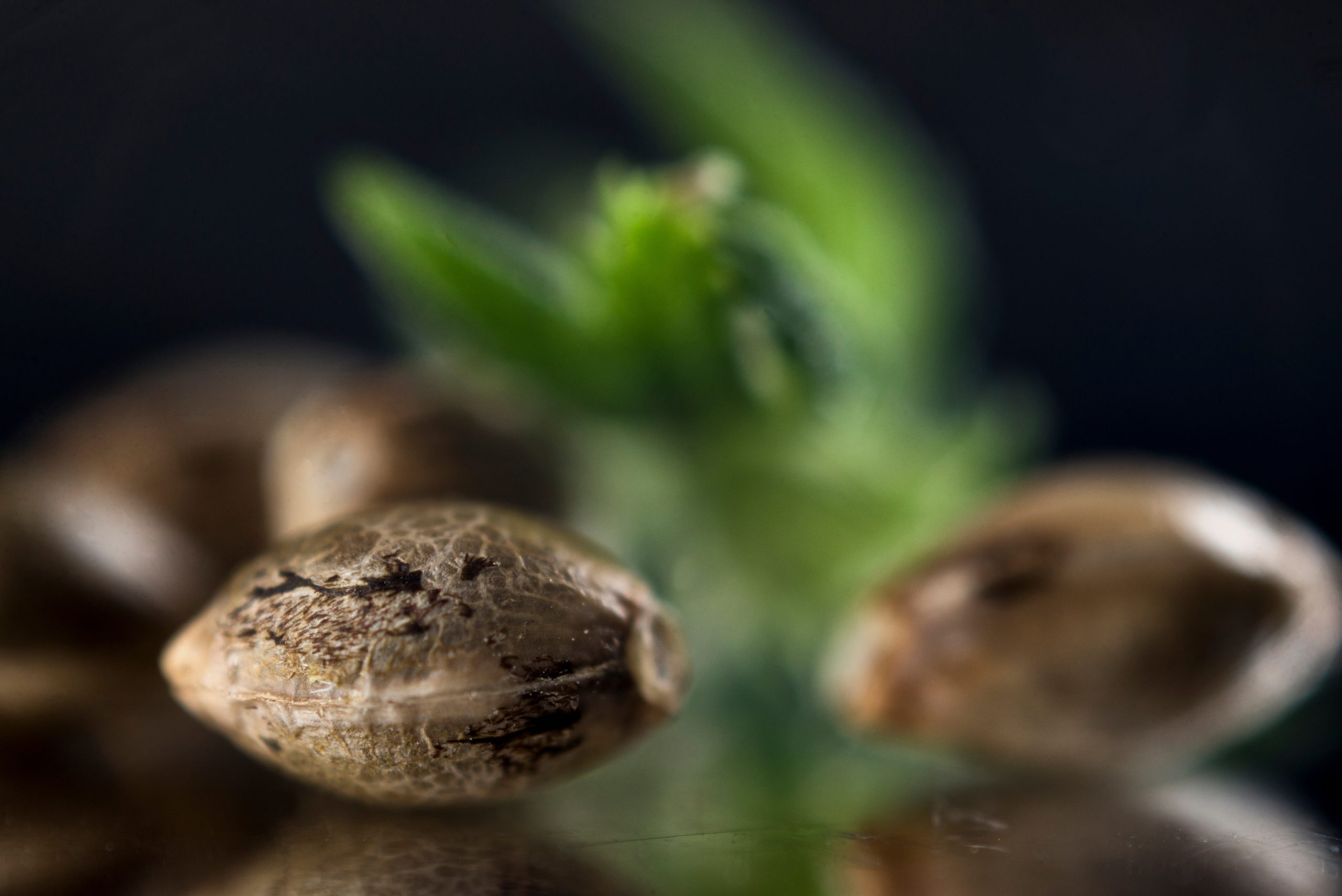Macro detail of marijuana seeds over dark reflective background - cannabis growing concept