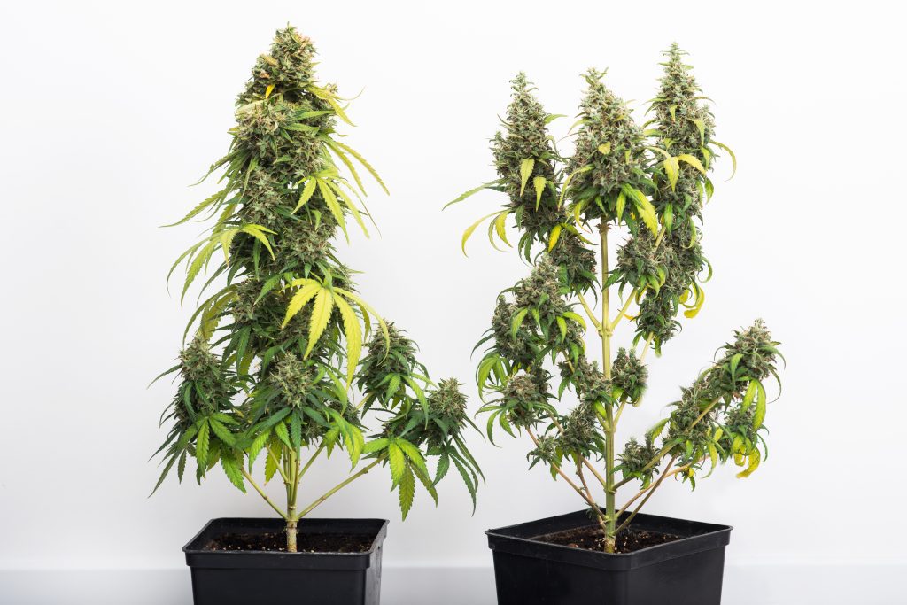 potted cannabis plant, hybrid of sativa and indica on a white background. harvesting