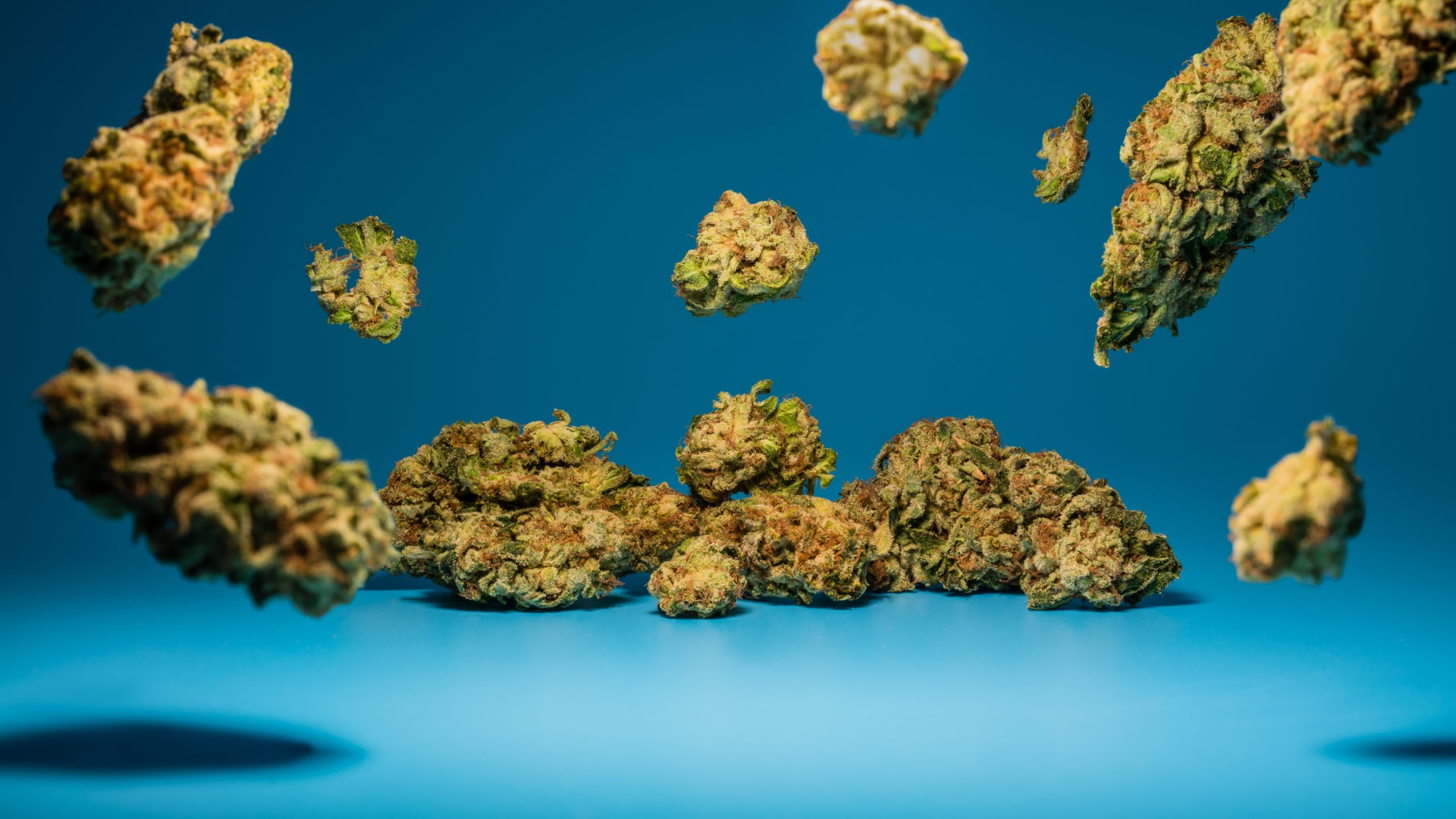 Marijuana flower buds on blue background levitating off the ground