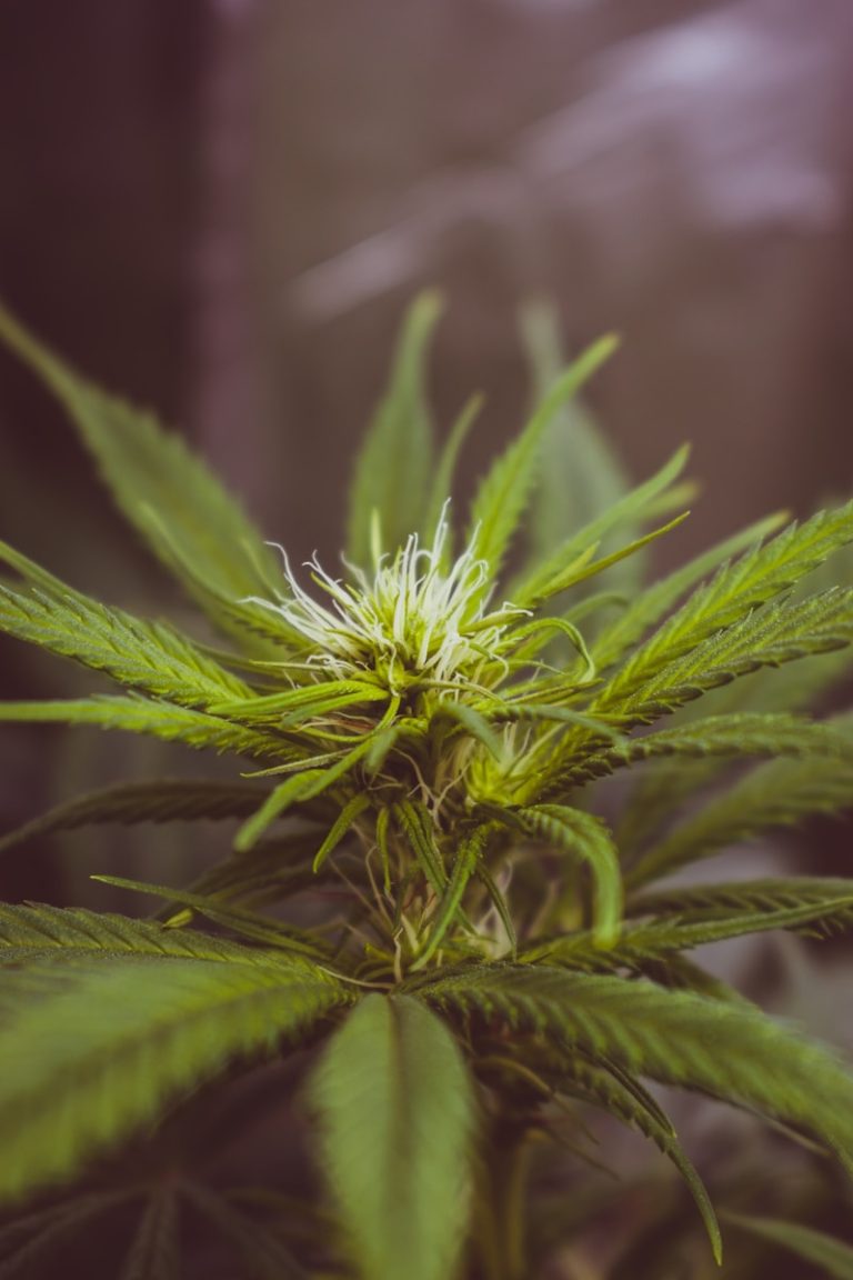 Difference Between Autoflower and Feminized Seeds • Choosing the Right